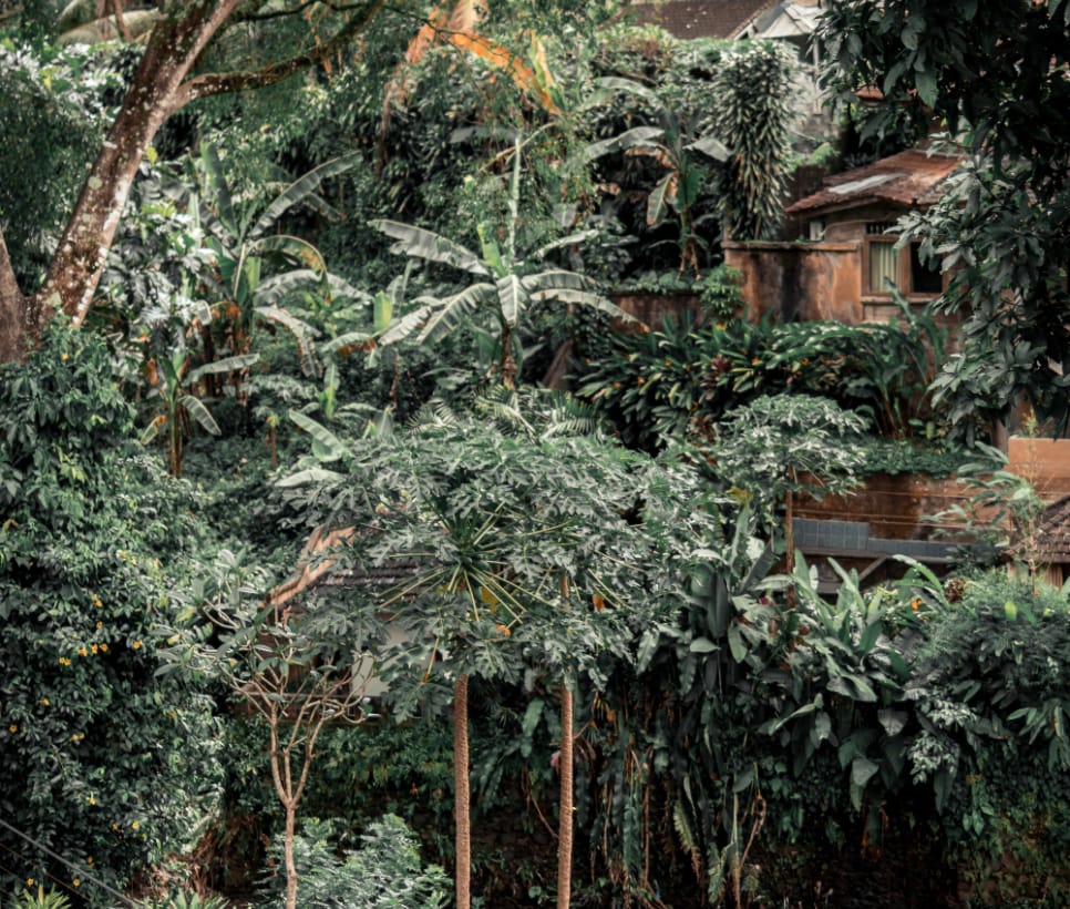 Jungle Voyager